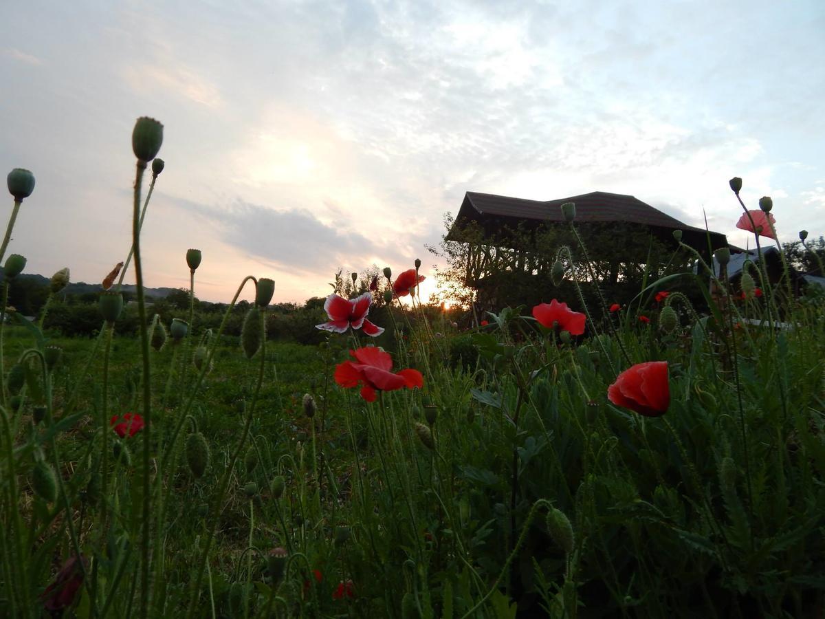 Pensiunea Paradis Borobanesti Экстерьер фото